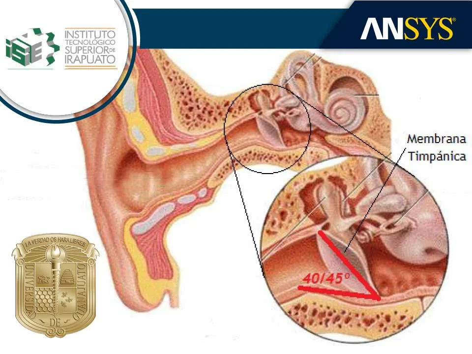 Modelado del conducto auditivo y la membrana timpánica